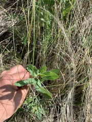 Hieracium robustum