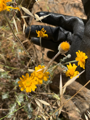 Eriophyllum lanatum achilleoides