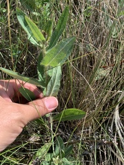 Hieracium robustum