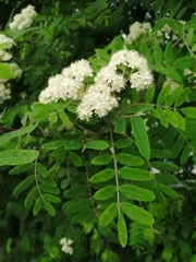 Sorbus aucuparia