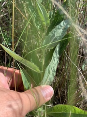 Hieracium robustum