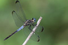 Cannaphila insularis