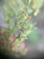 Rumex thyrsiflorus