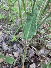 Rumex thyrsiflorus