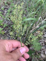Rumex thyrsiflorus