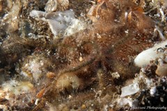 Ophiothrix caespitosa