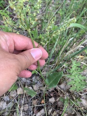 Rumex thyrsiflorus