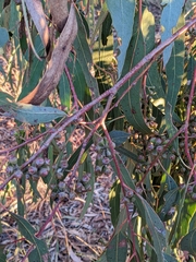 Eucalyptus bridgesiana