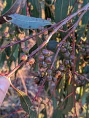 Eucalyptus bridgesiana