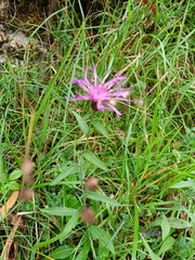 Centaurea