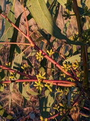 Eucalyptus bridgesiana