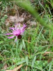 Centaurea