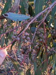 Eucalyptus bridgesiana