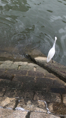 Egretta garzetta