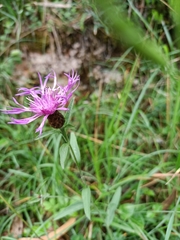 Centaurea