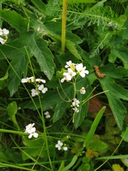 Arabidopsis arenosa