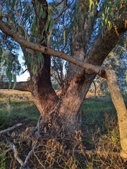 Eucalyptus bridgesiana