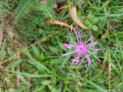 Centaurea