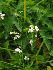 Arabidopsis arenosa