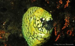 Cleidopus gloriamaris