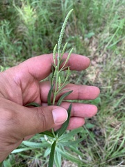 Veronica spuria
