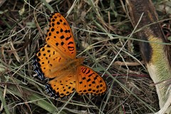 Argynnis hyperbius