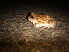 Sphaerotheca maskeyi