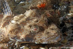 Cymbacephalus nematophthalmus