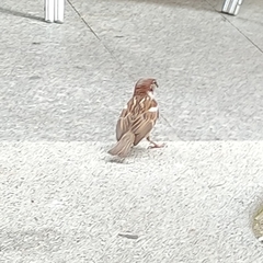 Passer domesticus balearoibericus