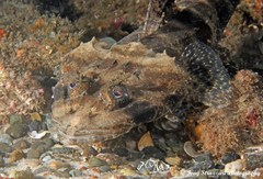 Cymbacephalus nematophthalmus