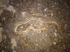 Amphiesma stolatum