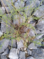 Cephalaria leucantha