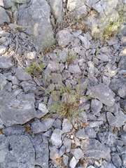 Cephalaria leucantha