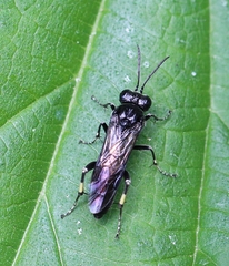 Macrophya ribis