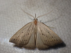 Macrochilo cribrumalis