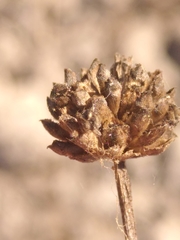 Cephalaria leucantha