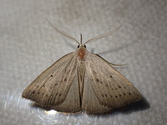 Macrochilo cribrumalis