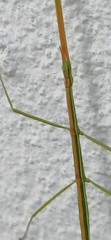 Clonopsis gallica