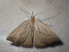 Macrochilo cribrumalis
