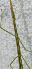 Clonopsis gallica