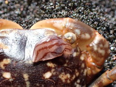 Conchoderma virgatum