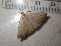 Macrochilo cribrumalis