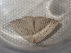 Macrochilo cribrumalis