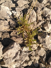 Cephalaria leucantha