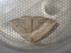 Macrochilo cribrumalis