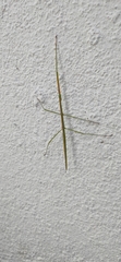 Clonopsis gallica