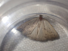 Macrochilo cribrumalis