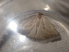 Macrochilo cribrumalis