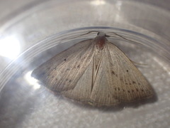 Macrochilo cribrumalis