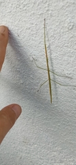 Clonopsis gallica